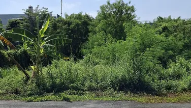 Bán đất đường D4 Phường Phú Hữu Quận 9 cũ giá 26,4 tỷ