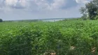 Bán đất xã Minh Hòa View Hồ Dầu Tiếng Bình Dương giá 47 tỷ