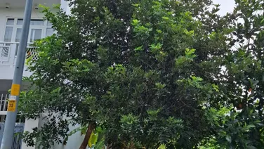 Bán đất đường 100 Khu 1 Thạnh Mỹ Lợi Quận 2 giá 11,6 tỷ