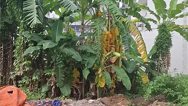 Bán đất đường M1 phường Phước Long B Quận 9 giá 12 tỷ