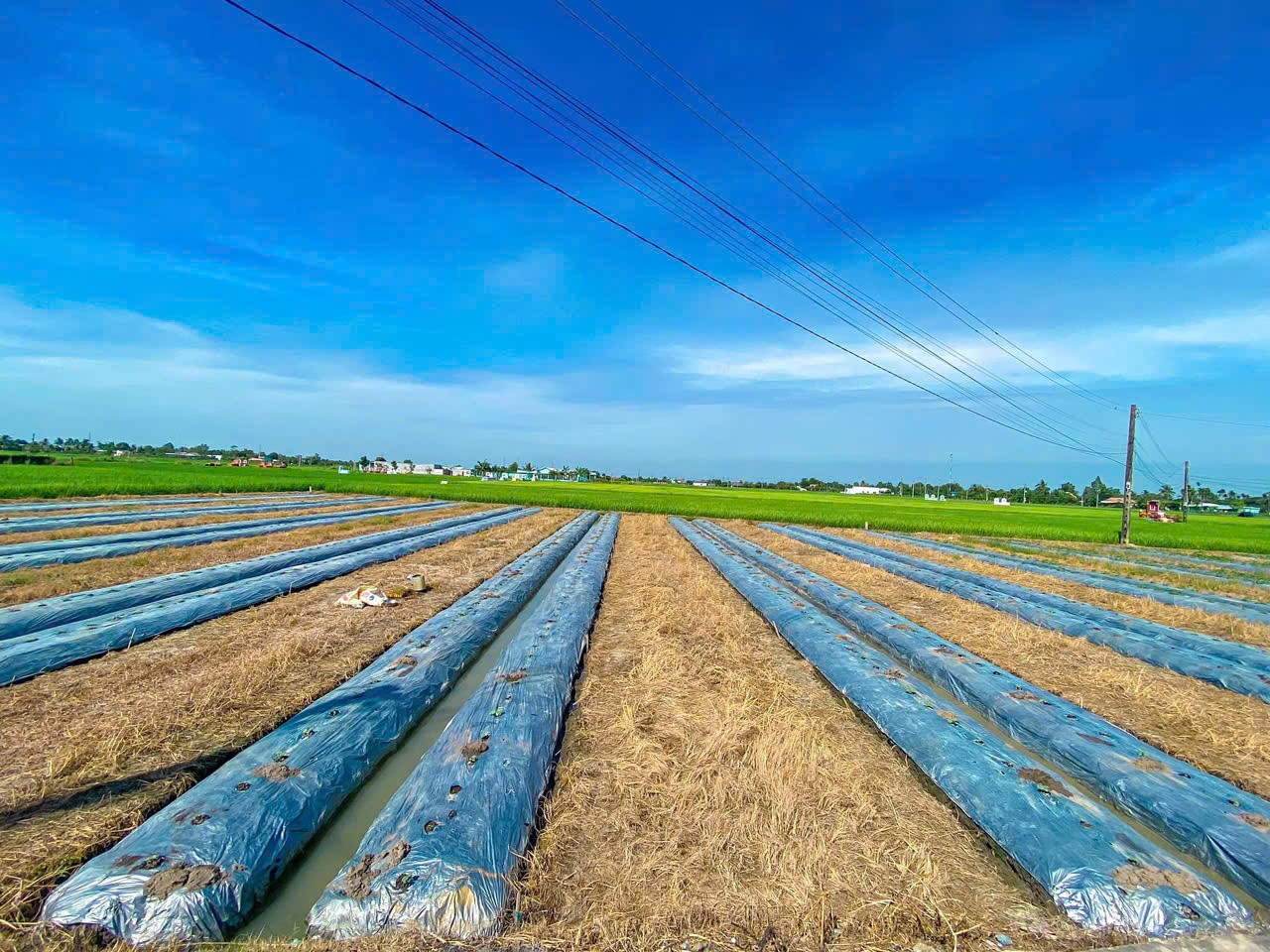 5x28 thổ cư mặt tiên đường bùi văn gà ấp 3 xã quê mỹ thạnh tân trụ