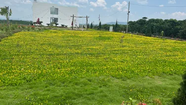 CHỦ ĐI NƯỚC NGOÀI CẦN RA GẤP 3 NỀN ĐẸP Ở LỘC AN - GIÁ CỰC SỐC!!!