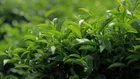Làng Oa - Phân khu duy nhất với 9 vị trí được ôm bởi đồi chè, sẵn 200m2 thổ cư, giá chỉ dưới 2 tỷ