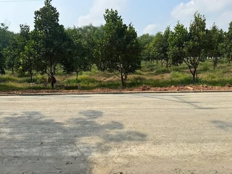 Đất vườn nhà ngọp chủ gửi bán gấp trong tuần 