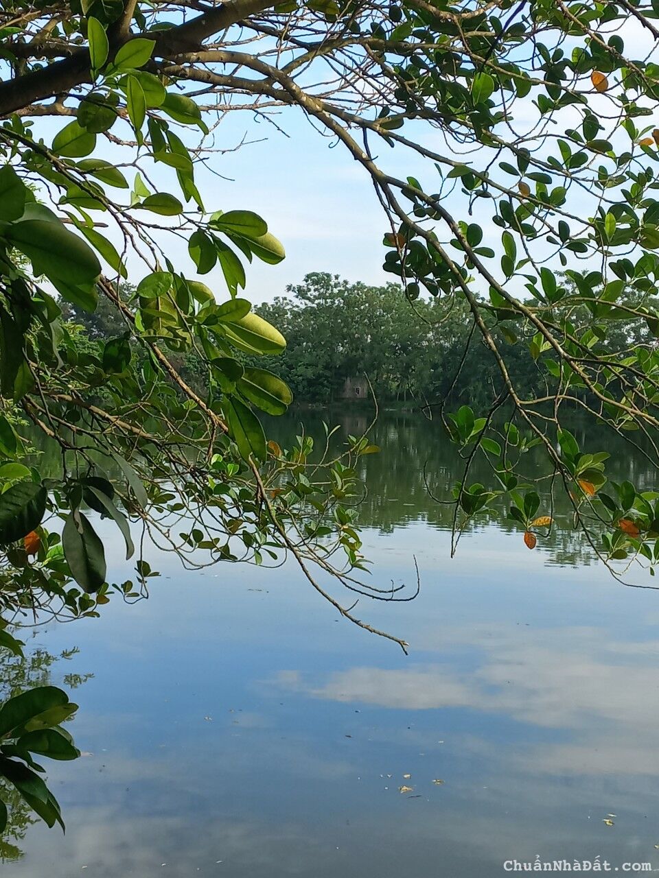 CẦN CHUYỂN NHƯỢNG TRANG TRẠI 26000M2 TẠI PHÚ XUYÊN – HN