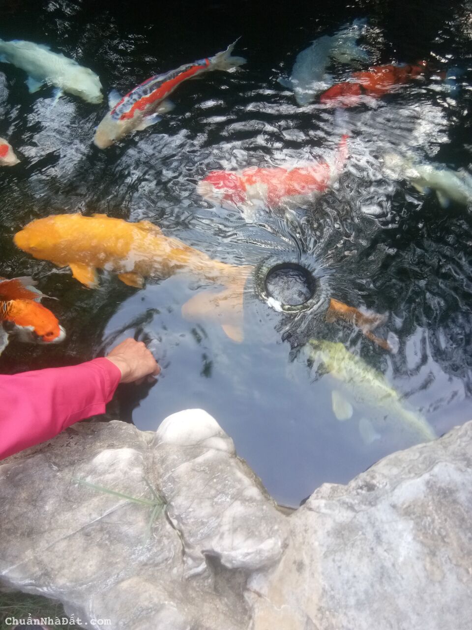 CẦN BÁN BIỆT THỰ TÂY HỒ TÂY, DIỆN TÍCH 355M2 x 4 TẦNG, LÔ GÓC, MT 15M, CẦN BÁN SIÊU GẤP. 