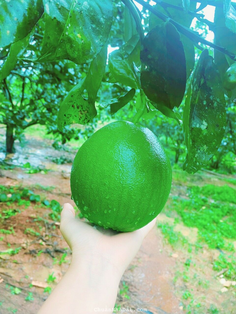 chú ở xa không chăm sóc vườn được cần bán lại với giá rẻ