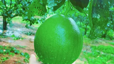 chú ở xa không chăm sóc vườn được cần bán lại với giá rẻ