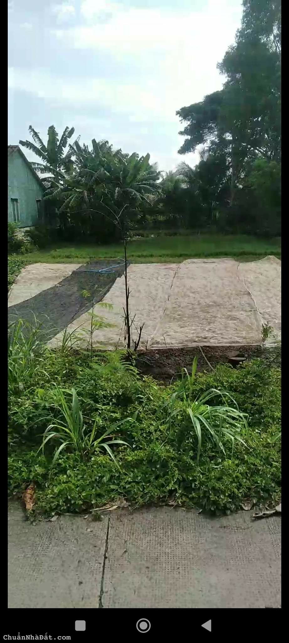 Chủ kẹt bán lỗ 240m2 thổ mt xe hơi Phước Lâm Cần Giuoc giá mua kiếm lời chỉ 700tr 