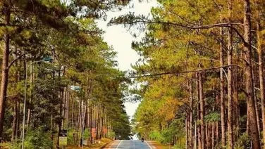 Tại sao đất Tây Nguyên vẫn sốt trong thị trường hiện nay?