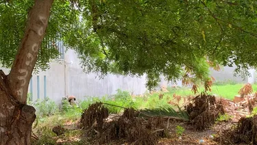 1 siêu phẩm đường 11m Phan Văn Lân 85.5m2 đối diện Ca.P Mỹ Bình, chung cư D7, D10.