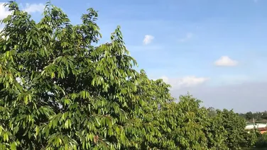 đất nền Dak Lak 300tr, cố sổ hồng.