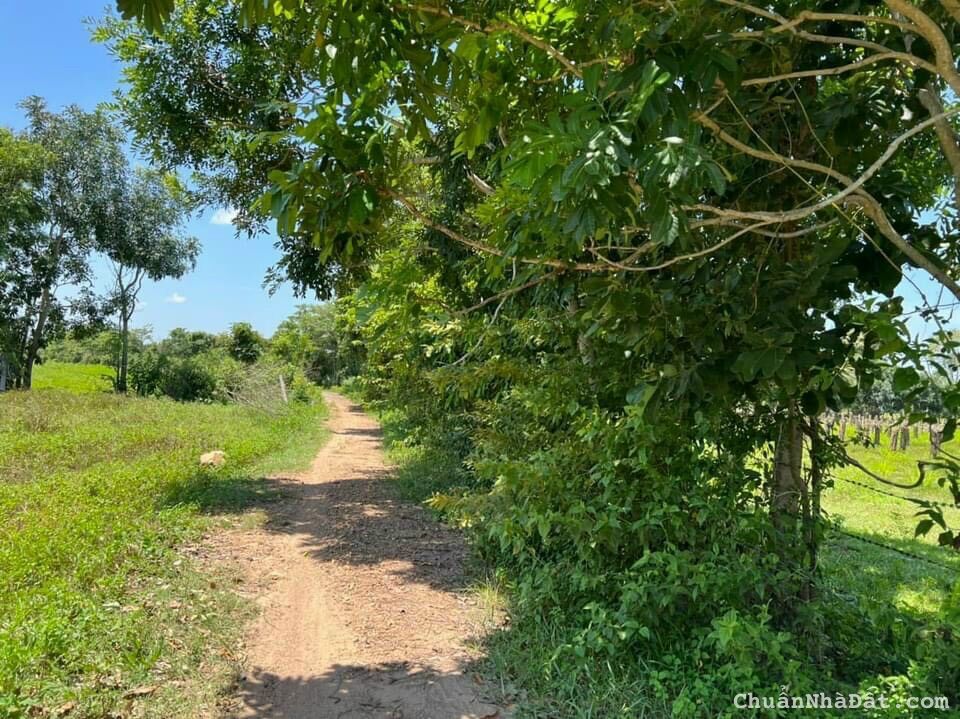 BÁN 2726M2 ĐẤT HÀM THUẬN BẮC CÁCH QL1A 650M ĐỐI DIỆN SAFARI 