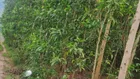Bán vườn keo Khánh Đông - Khánh Vĩnh giá rẻ đầu tư