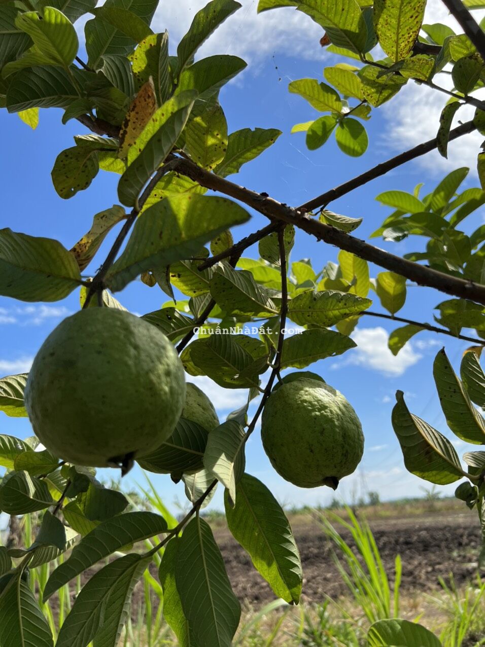 Nhà vườn hồ Trị An, ngay đường dẫn cao tốc Dầu Giây Tân Phú, liền kề KCN, giá chỉ 660 ngàn 1m2