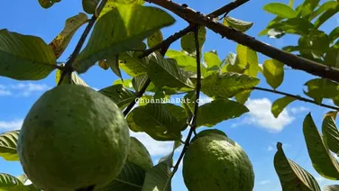 Nhà vườn hồ Trị An, ngay đường dẫn cao tốc Dầu Giây Tân Phú, liền kề KCN, giá chỉ 660 ngàn 1m2