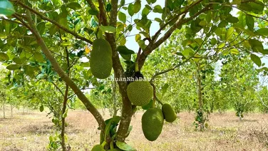 Kẹt tiền bán gấp đất ngay KCN Suối Nho 195ha, đường dẫn lên cao tốc đi Đà Lạt, sổ hồng riêng