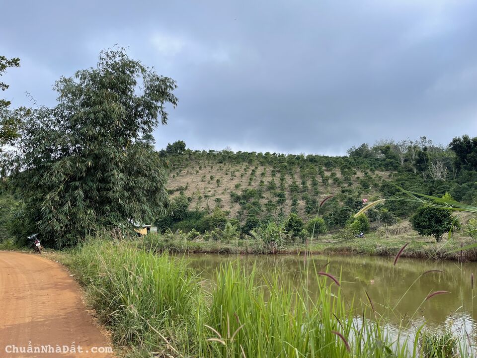 Chính chủ bán 1ha6 cà phê, ao cá, cây ăn trái, tại Quảng SơN - Đắk Nông