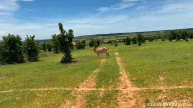 Bán 5316m2 đất vườn hồng thái gần đường liên xã ra biển sắp làm giá chỉ 452tr Lh 0938677909 xem sổ