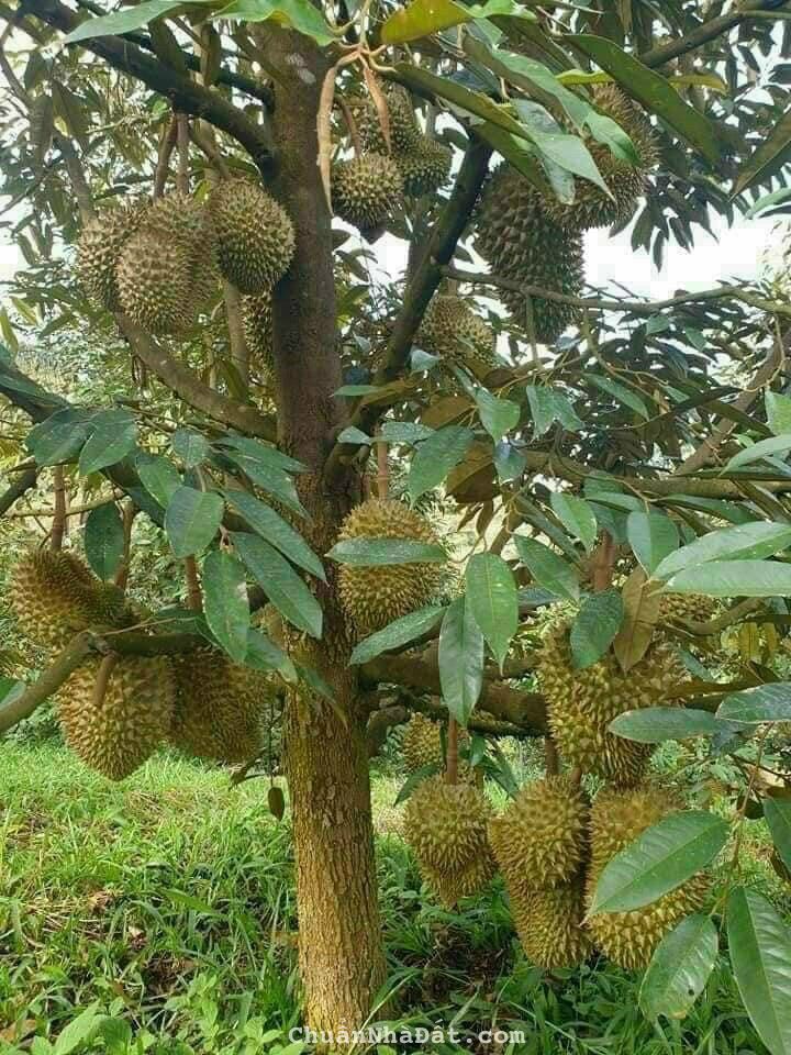 Đất sào hơn 7400m2 sẵn 100m thổ cư mặt tiền đường nhựa 12m, ngay view KDL sinh thái