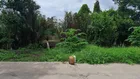 Bán 1.437m2 đất rạch Đường Gỗ, Phú Thứ, Cái Răng, Cần Thơ.