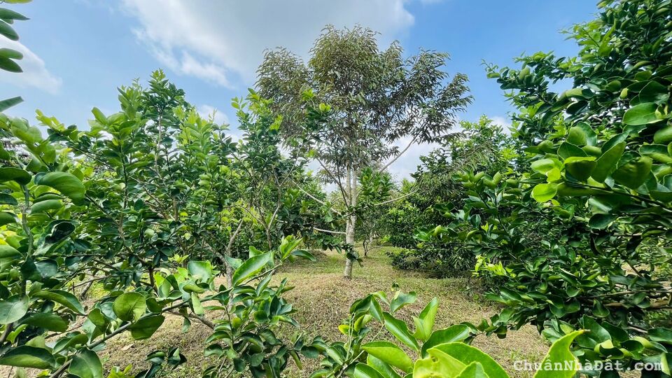 Hơn 1700m2 sầu riêng + Chanh không hạt đang cho trái. Cách Chợ Vàm Xáng 1,9km.