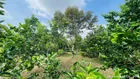 Hơn 1700m2 sầu riêng + Chanh không hạt đang cho trái. Cách Chợ Vàm Xáng 1,9km.