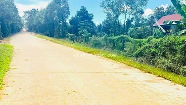 Vườn mít hơn 2000m2 đang cho quả cần bán nhanh trong tuần