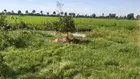 đất ruộng rẻ, kèm thổ cư , lúa làm 3 vụ
