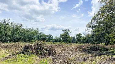 Bán gấp 6 sào điều (35,42x141=6396m2) sẵn 200m thổ cư, shr, Mặt Tiền QL13 vào,View Sông Bé,195tr