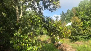 Bán 1291.5m2, 100m2 thổ cư, Shr,Tân Hưng, Hớn Quản Bình Phước, 185tr