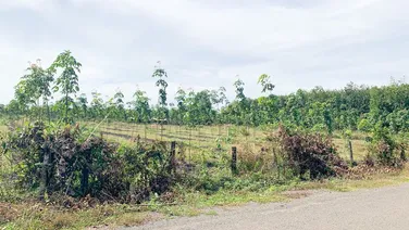 Bán gấp 3 sào cao su (44,88x84=3090,3) full sổ hồng riêng, Mặt Tiền QL13 vào,View Sông Bé,270tr