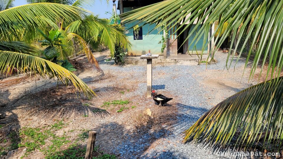 Cần bán đất vườn nghỉ dưỡng Ấp Mỹ Hưng, xã Mỹ Phong, TP Mỹ Tho, tỉnh Tiền Giang