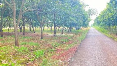 Chủ NGỘP NGÂN HÀNG gửi bán gấp VƯỜN ĐIỀU, giá bèo 379/1009m2, MT đường nhựa 10m