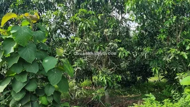 BÁN 6859M2 ĐẤT CÓ SẴN 160M2 ĐẤT Ở,CÓ 68M MẶT TIỀN ĐƯỜNG NHỰA,GIÀ RẼ