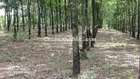 🏜MUA ĐẤT TẶNG NHÀ và VƯỜN CAO SU _Bán 1.8Ha đất KV Đồng Tiến.
