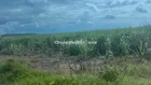Cần bán nhanh đất vườn đang trồng bưởi 1000m2