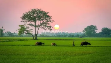 NGỢP : BÁN LÔ ĐẤT 140m2 ĐƯỜNG OTO 1TỶ2 SHR - NGAY MT ĐOÀN NGUYỄN TUẤN