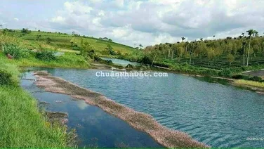Bán đất cln giá giảm sâu có trồng sẵn chuối và suối rộng trên đất