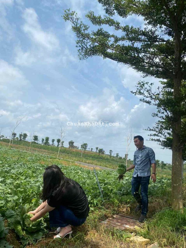 Cần bán Gấp lô Lộc Tân 100m2-200m2 full thổ view Hồ gần Cao Tốc