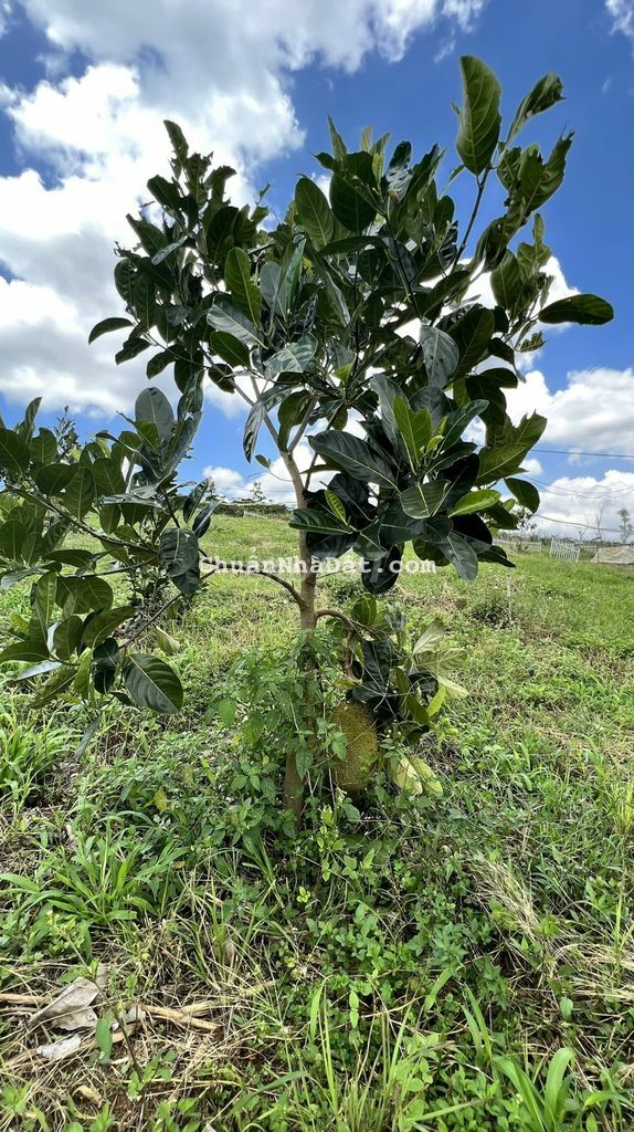 Khu dân cư Lộc Ngãi, Bảo Lâm, Bảo Lộc. Mặt tiền 26m, sẵn thổ .