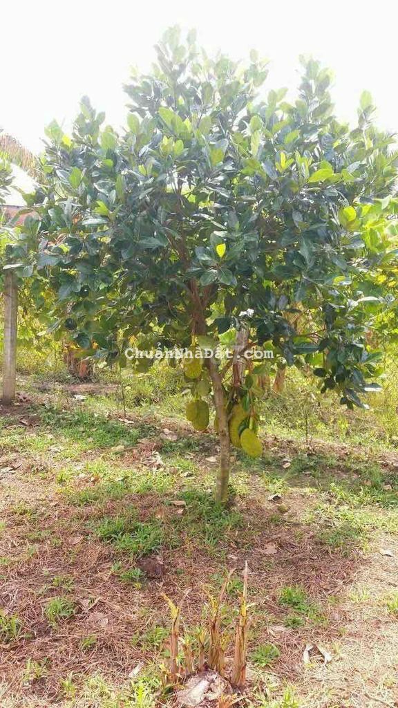 1000m2 fur hồng thạnh đức giá 1tỷ6 đường 2m hiện sổ