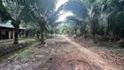 Bán 7600m2 vườn dừa xiêm đang cho trái Nhơn Thạnh, TP Bến Tre