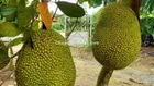 Đất thổ cư ngộp(17x87),thổ cư 376m,Hoà Phú,Củ Chi