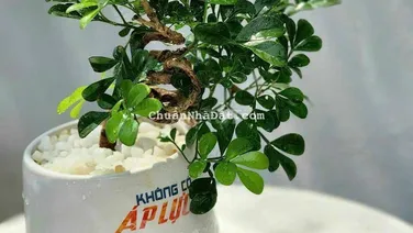 MẶT TIỀN HUỲNH TẤN PHÁT 25M X31M CÓ 300M THỔ CƯ