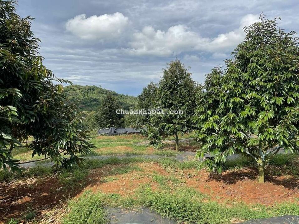 nhà cần bán vườn sầu riêng do tuổi già không giữ vườn được nữa