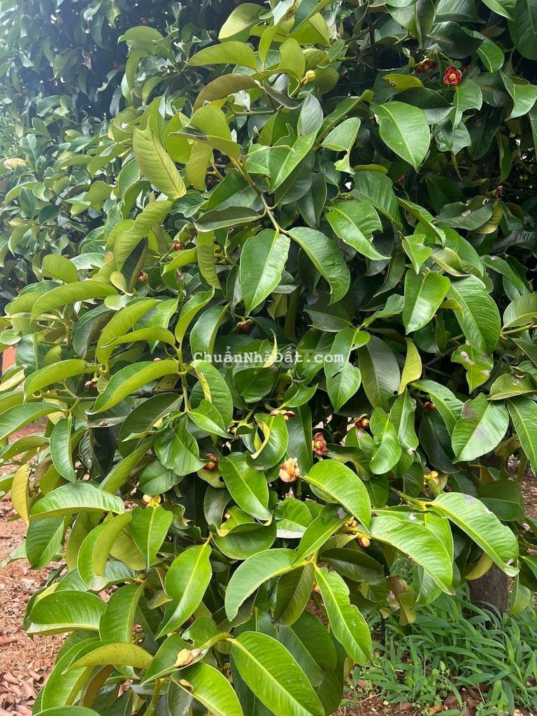 nhà cần bán mảng đất măng cụt, sổ sẵn, mặt tiền đường, gần trung tâm