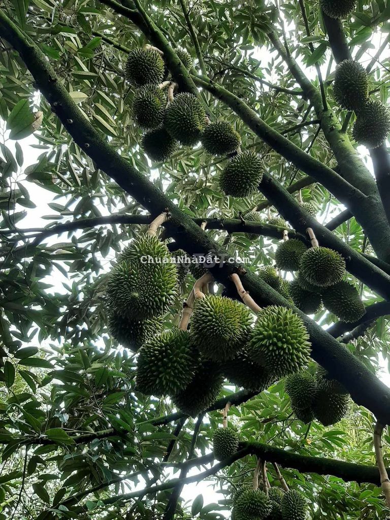 đất vườn thổ cư sẵn cây ăn trái diện tích 2100m2 sổ hồng riêng