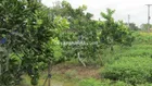 CHÍNH CHỦ BÁN VƯỜN BƯỞI GIÁ NGỘP