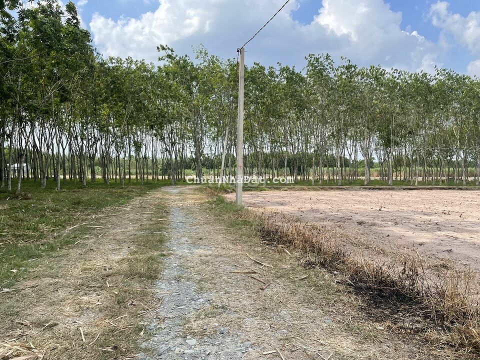 Gần KCN Hiệp Thạnh Gò Dầu chỉ 1tr/m2. Thích hợp làm nhà vườn. 1.2 tỷ